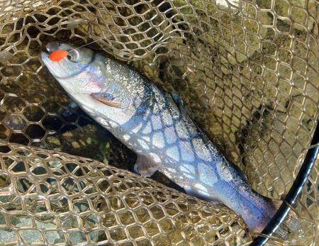 １投目で６６ｃｍ